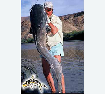 Record photograph for Clarias gariepinus
